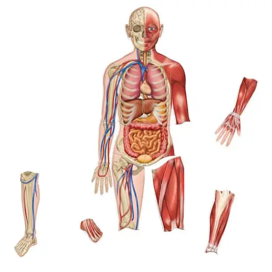 Learning Resources&reg; Double-sided Magnetic Human Body  {1}