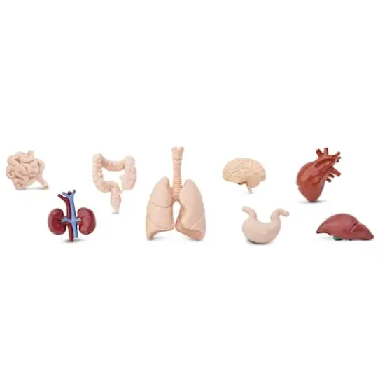 Safari Ltd&reg; Toob&reg; Human Organs {1}