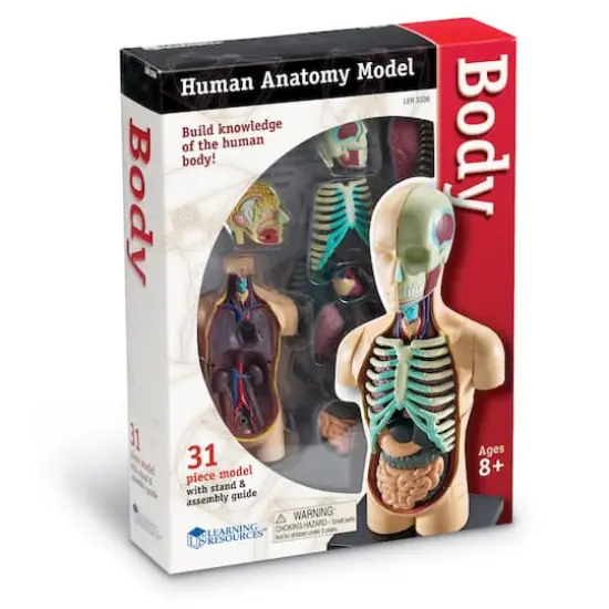 Learning Resources&reg; Human Body Anatomy Model {5}