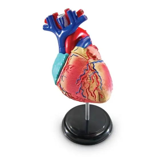 Learning Resources&reg; Heart Anatomy Model {1}