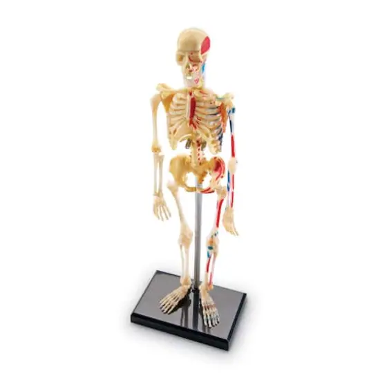 Learning Resources&reg; Skeleton Anatomy Model {1}