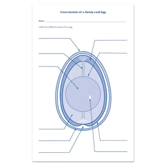 Learning Resources&reg; Chick Life Cycle Exploration Set {5}
