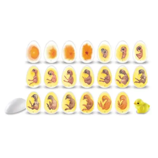 Learning Resources&reg; Chick Life Cycle Exploration Set {4}