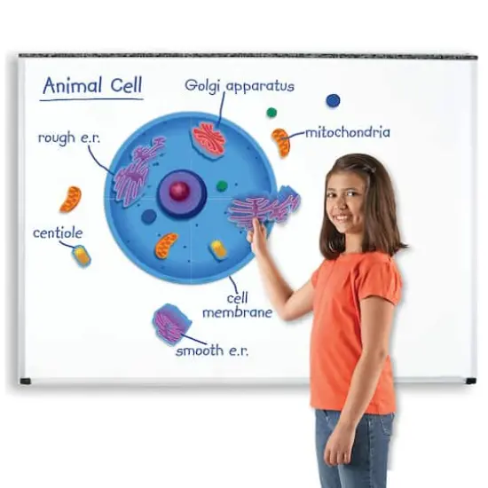 Learning Resources&reg; Giant Magnetic Animal Cell {4}