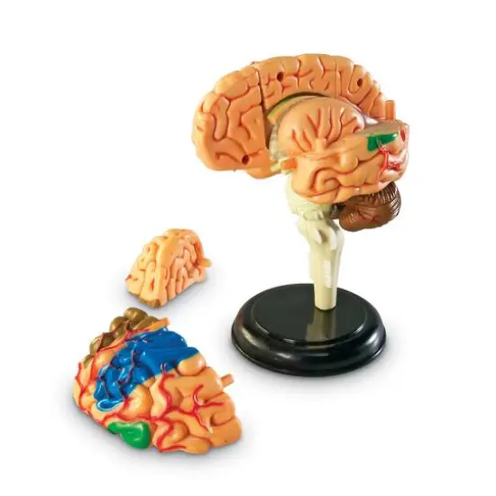 Learning Resources&reg; Brain Anatomy Model {4}