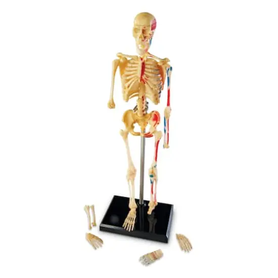 Learning Resources&reg; Skeleton Anatomy Model {3}