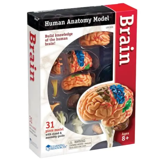 Learning Resources&reg; Brain Anatomy Model {5}