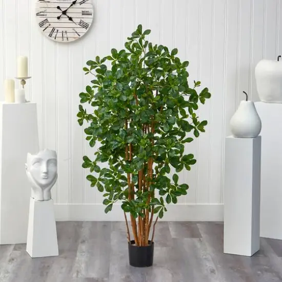 4.5ft. Potted Black Olive Tree {4}