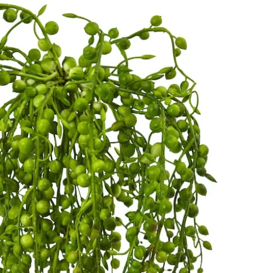 15" Senecio Succulent, 3ct. {3}