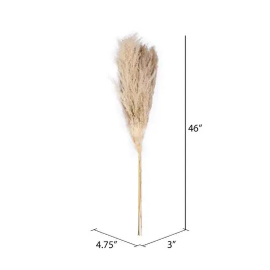Dried Natural Pampas Grass, 6ct. {7}