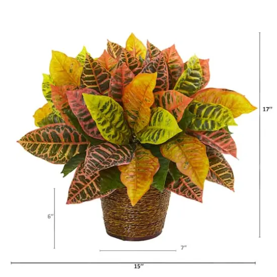 17" Garden Croton Plant in Basket {3}