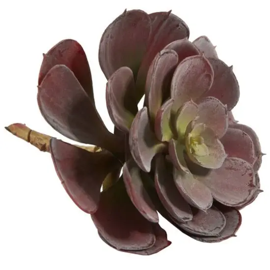 Burgundy Echeveria Succulent Pick, 12ct. {6}