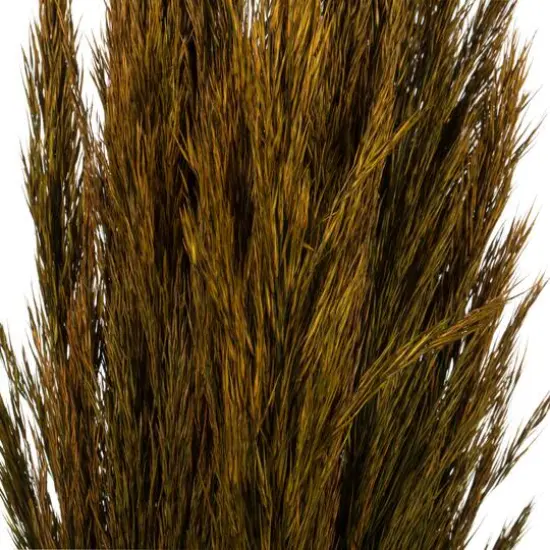 Plume Reed Preserved Bundle Aspen Gold {4}