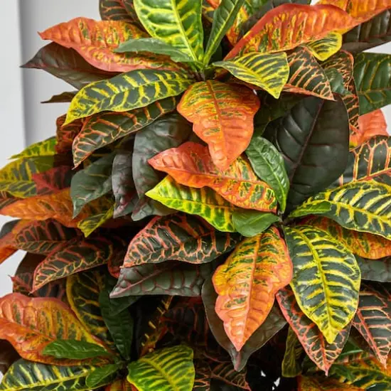 5.5ft. Croton Plant in Decorative Planter {5}