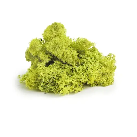 SuperMoss&reg; Chartreuse Preserved Reindeer Moss, 2oz. {3}