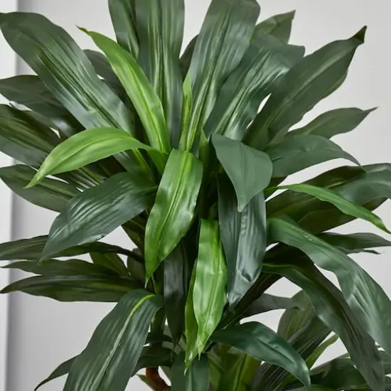 5.5ft. Dracaena Plant in Orange Planter  {5}