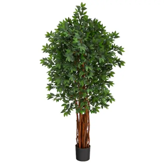 5.5ft. Potted Lychee Tree {1}