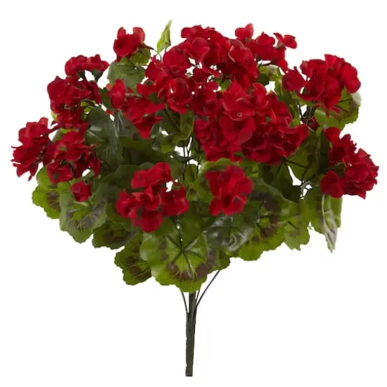 Red Geranium Bush, 3ct. {1}