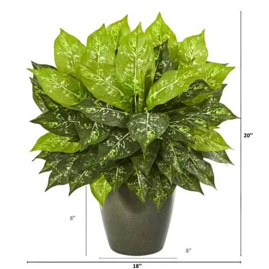 20" Dumb Cane in Green Planter {3}