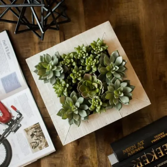 12" x 12" Green Succulent Arrangement {3}