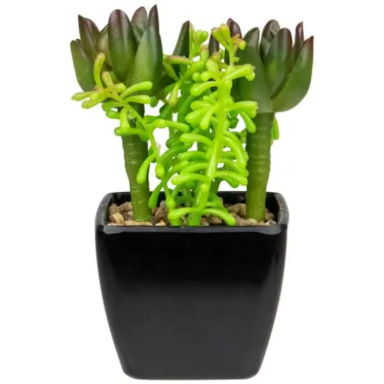 6" Potted Green Succulent Arrangement {6}