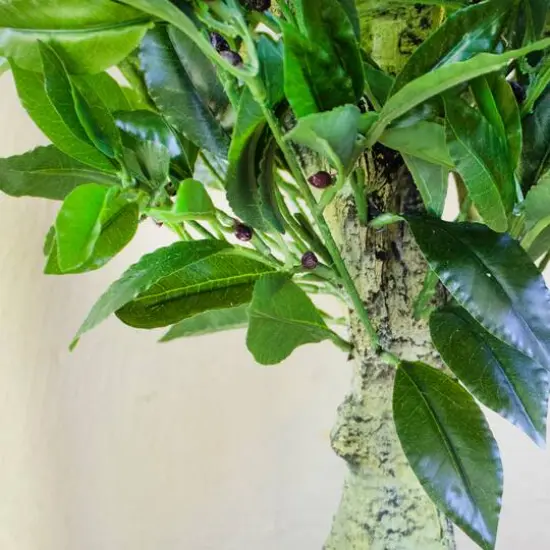 5ft. Potted UV Resistant Triple Bay Leaf Topiary Tree {6}