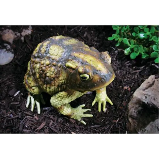 10" Green Frog by Ashland&reg; {4}