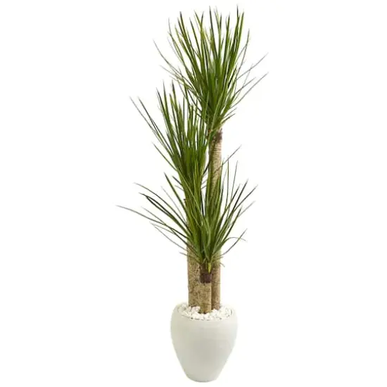 5.5ft. Yucca Tree with White Planter {1}