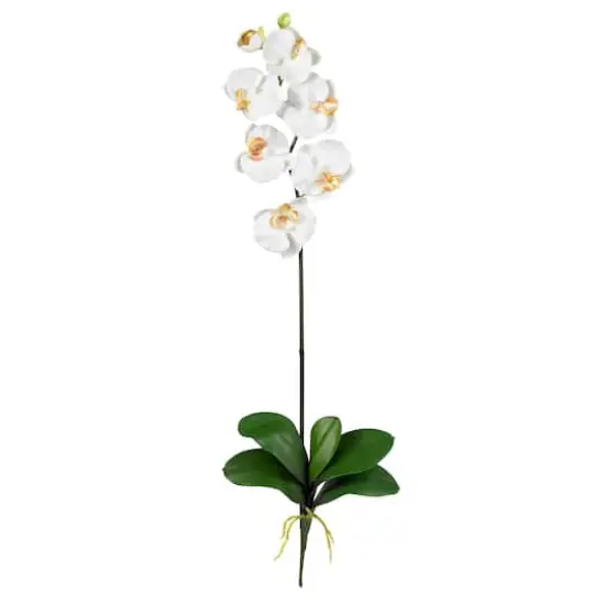 Cream Moth Orchid Stem, 6ct. {1}