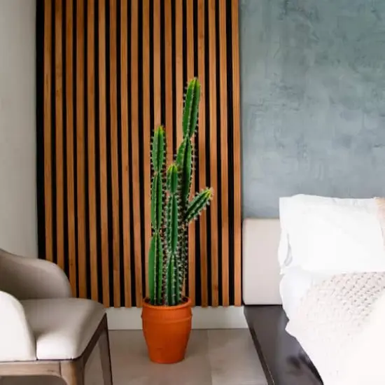 5ft. Cactus in Terracotta Planter {3}