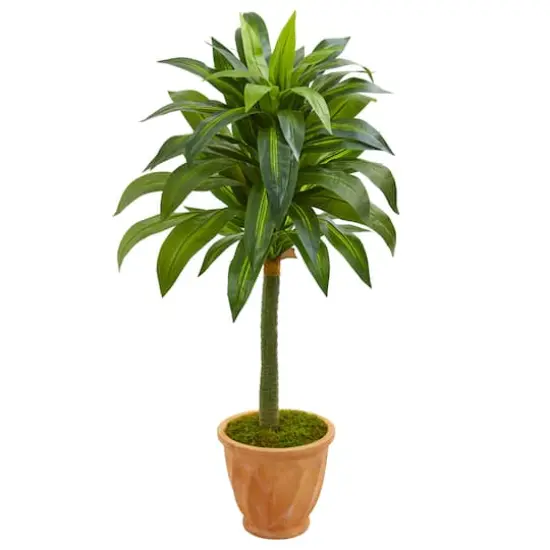 4ft. Dracaena in Terracotta Planter {1}