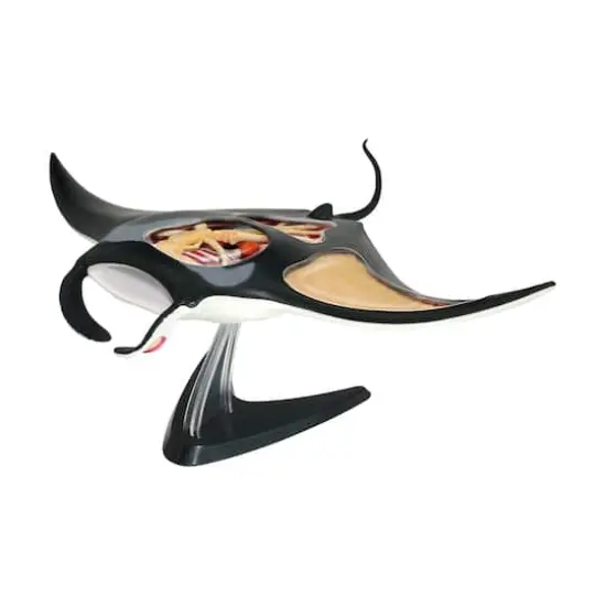 4D Vision&trade; Manta Ray Anatomy Model {3}
