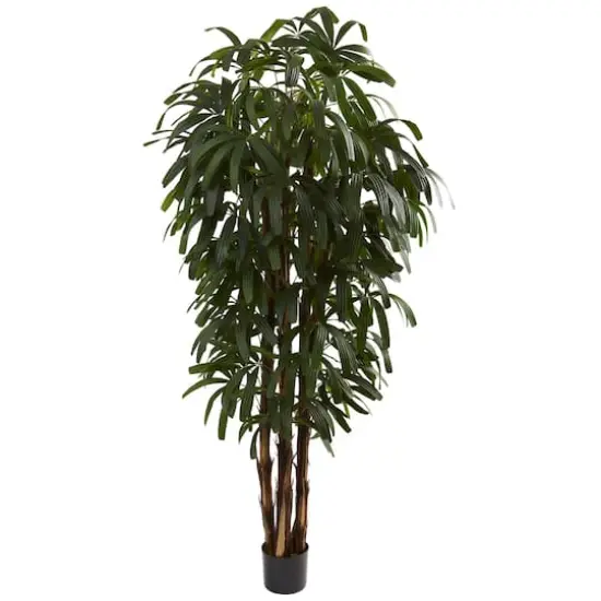 6ft. Potted Green Raphis Palm Tree {1}