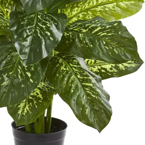 3ft. Potted Dieffenbachia Plant {4}