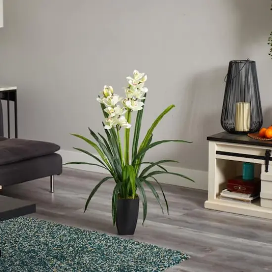 3ft. Boat Orchid Plant in Planter {4}