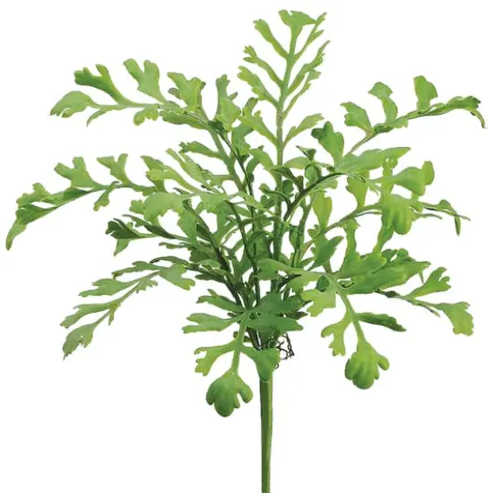 Miller Fern Bush  {1}