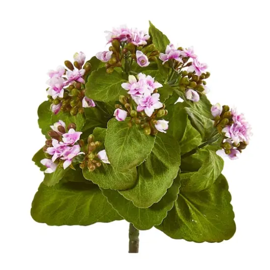 Mauve Kalanchoe Bush, 6ct. {1}