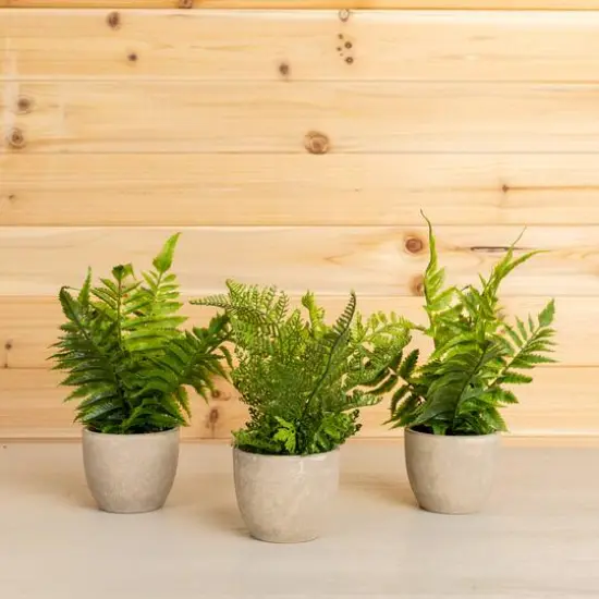 11" Potted Fern Plant Set {6}