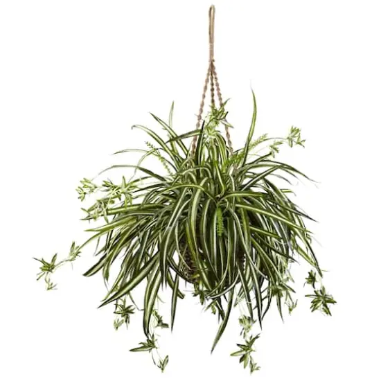 20" Spider Plant Hanging Basket {1}