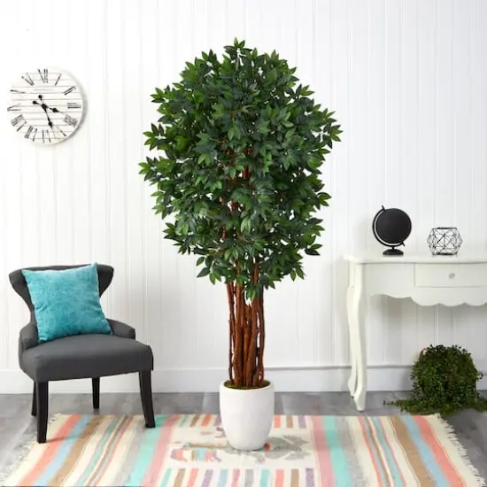 6ft. Lychee Tree in White Planter {4}