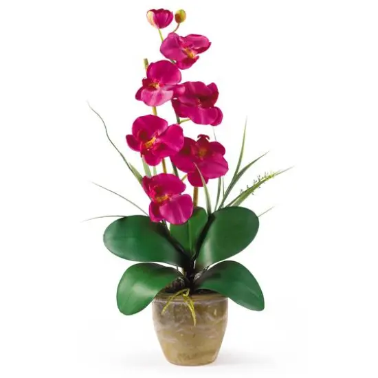 21" Moth Orchid Flower Arrangement in Ceramic Pot Beauty {1}