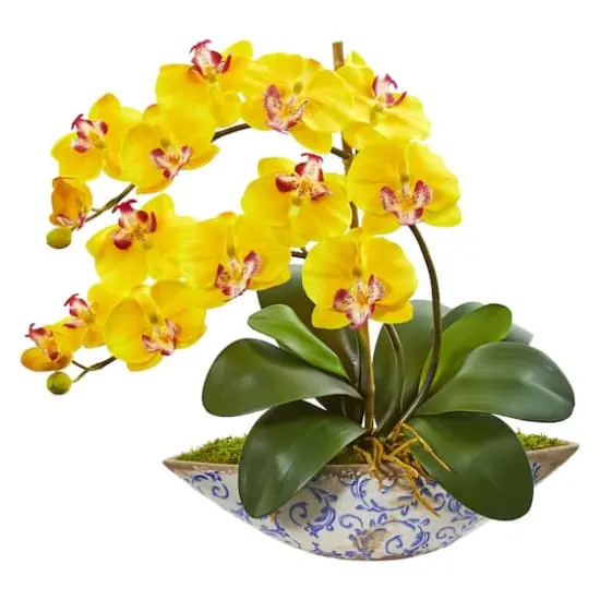 16" Moth Orchid Arrangement in Vase {1}