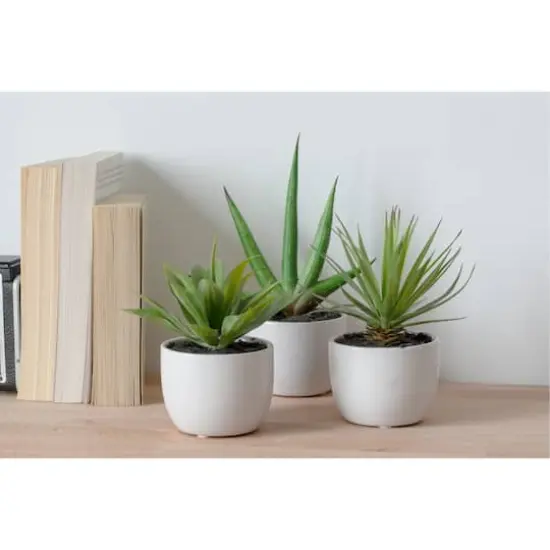 Potted Agave Plant Collection 3ct. {9}