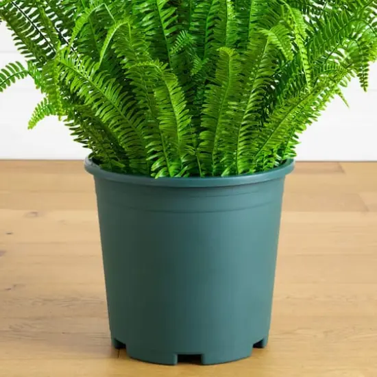 4ft. UV Resistant Artificial Boston Fern Plant with Real Touch Leaves (Indoor/Outdoor) {5}