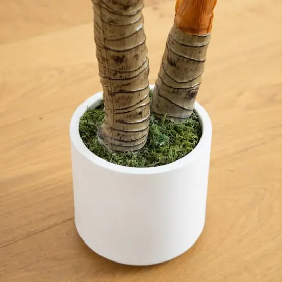 5.5ft. Arrowhead Philodendron in White Decorative Planter {6}