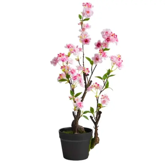 2.5ft. Potted Cherry Blossom Plant {1}