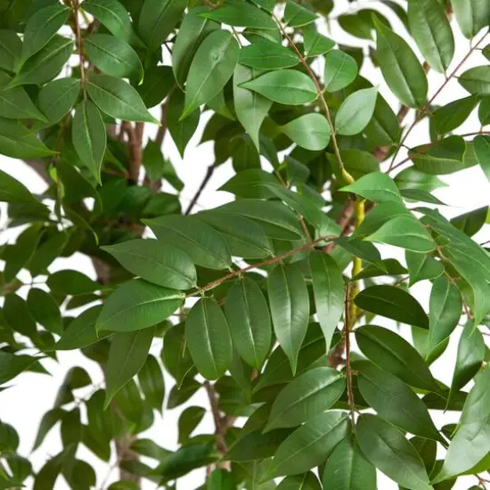 8ft. Artificial Sumac Tree {6}