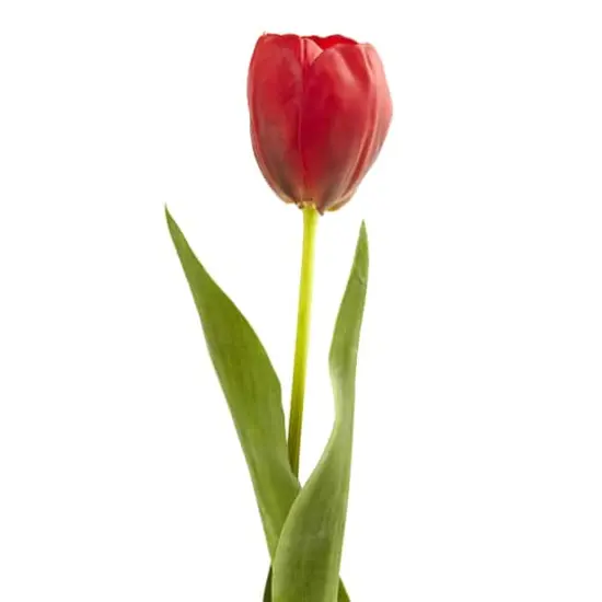 Red Tulip Stems, 8ct. {3}