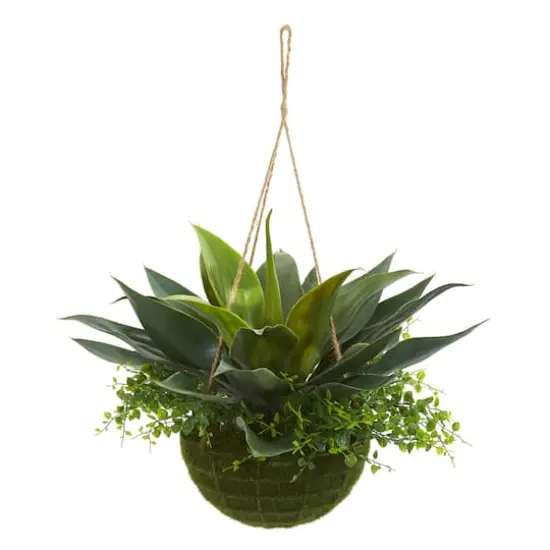 13" Agave & Maidenhair Plant in Hanging Basket {1}