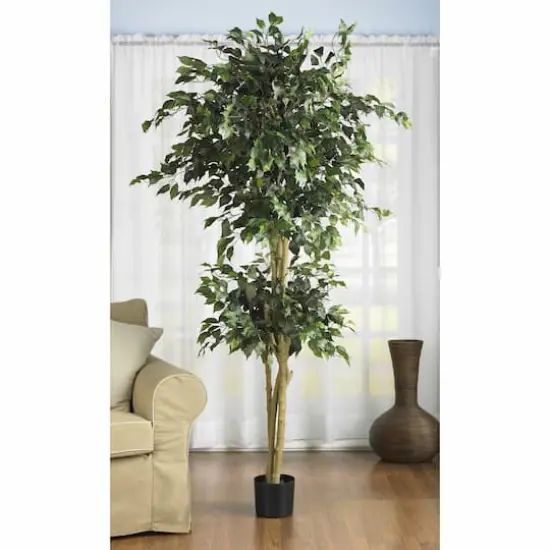 6ft. Potted Double Ball Ficus Silk Tree {5}